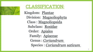 CLASSIFICATION:
2
Kingdom: Plantae
Division: Magnoliophyta
Class : Magnoliopsida
Subclass: Rosidae
Order: Apiales
Family: Apiaceae
Genus : Coriandrum
Species : Coriandrum sativum
 