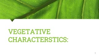 VEGETATIVE
CHARACTERSTICS:
3
 