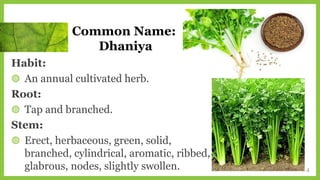 Habit:
◍ An annual cultivated herb.
Root:
◍ Tap and branched.
Stem:
◍ Erect, herbaceous, green, solid,
branched, cylindrical, aromatic, ribbed,
glabrous, nodes, slightly swollen. 4
Common Name:
Dhaniya
 
