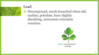 Leaf:
◍ Decompound, much branched when old,
cauline, petiolate, base slightly
sheathing, unicostate reticulate
venation.
5
 