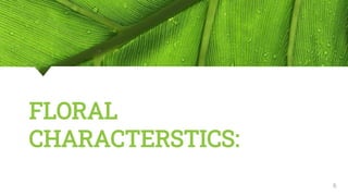 FLORAL
CHARACTERSTICS:
6
 