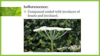 Inflorescence:
◍ Compound umbel with involucre of
bracts and involucel.
7
 