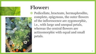 Flower:
◍ Pedicellate, bracteate, hermaphrodite,
complete, epigynous, the outer flowers
of the inflorescence are zygomorphic,
i.e., with large and unequal petals,
whereas the central flowers are
actinomorphic with equal and small
petals.
8
 