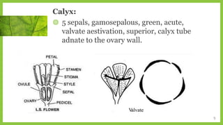 Calyx:
◍ 5 sepals, gamosepalous, green, acute,
valvate aestivation, superior, calyx tube
adnate to the ovary wall.
9
 