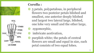 Corolla :
◍ 5 petals, polypetalous, in peripheral
flowers two posteior petals bilobed and
smallest, one anterior deeply bilobed
and largest two lateral large, bilobed,
one lobe very small and the other large,
◍ zygomorphic,
◍ imbricate aestivation,
◍ purplish white; the petals of central
flowers are small and equal in size, each
petal consists of two equal lobes.
10
 