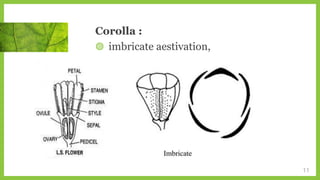 Corolla :
◍ imbricate aestivation,
11
 