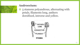 Androecium:
◍ 5 stamens polyandrous, alternating with
petals, filaments long, anthers
dorsifixed, introrse and yellow.
12
 