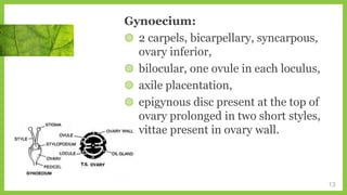 Gynoecium:
◍ 2 carpels, bicarpellary, syncarpous,
ovary inferior,
◍ bilocular, one ovule in each loculus,
◍ axile placentation,
◍ epigynous disc present at the top of
ovary prolonged in two short styles,
vittae present in ovary wall.
13
 