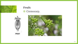 Fruit:
◍ Cremocarp.
14
 