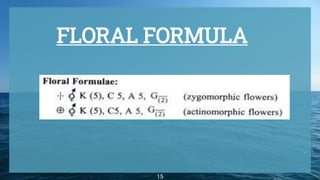 FLORAL FORMULA
15
 