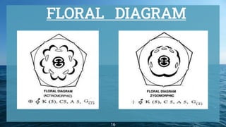 FLORAL DIAGRAM
16
 