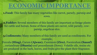 17
1.Food: This family has many vegetables like carrot, parsely, parsnip and
sowa.
2.Fodder: Several members of this family are important as forage plants
for cattle and horses. Some of these plants are carrot, wild parsely, cow-
parnip, angelicas etcs.
3.Codiments: Many members of this family are used as condiments. For
example,
Fercula (Hing), Carum (Ajwan), Cuminum (Zira), Foeniculum (Saunf)
, coriandrum (Dhania) and peucedanum (Sowa). Volatile oils, resins etc
are produced in the bark, leaves, and fruits give the plant their fragrance.
 
