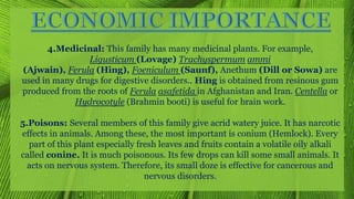 4.Medicinal: This family has many medicinal plants. For example,
Ligusticum (Lovage) Trachyspermum ammi
(Ajwain), Ferula (Hing), Foeniculum (Saunf), Anethum (Dill or Sowa) are
used in many drugs for digestive disorders.. Hing is obtained from resinous gum
produced from the roots of Ferula asafetida in Afghanistan and Iran. Centella or
Hydrocotyle (Brahmin booti) is useful for brain work.
5.Poisons: Several members of this family give acrid watery juice. It has narcotic
effects in animals. Among these, the most important is conium (Hemlock). Every
part of this plant especially fresh leaves and fruits contain a volatile oily alkali
called conine. It is much poisonous. Its few drops can kill some small animals. It
acts on nervous system. Therefore, its small doze is effective for cancerous and
nervous disorders.
 