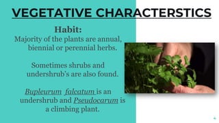 VEGETATIVE CHARACTERSTICS
Habit:
Majority of the plants are annual,
biennial or perennial herbs.
Sometimes shrubs and
undershrub’s are also found.
Bupleurum falcatum is an
undershrub and Pseudocarum is
a climbing plant.
4
 