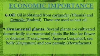 6.Oil: Oil is obtained from coriander (Dhania) and
Centella (Brahmi). These are used as hair oil.
7.Ornamental plants: Several plants are cultivated
domestically as ornamental plants like blue lac flower
or didicans (Trachymene), Angeica (Angelica), sea
holly (Eryngium) and cow parsnip (Heraclaeum).
 