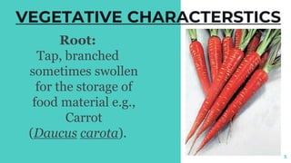 VEGETATIVE CHARACTERSTICS
Root:
Tap, branched
sometimes swollen
for the storage of
food material e.g.,
Carrot
(Daucus carota).
5
 