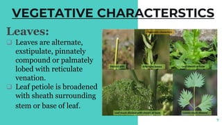 VEGETATIVE CHARACTERSTICS
Leaves:
❑ Leaves are alternate,
exstipulate, pinnately
compound or palmately
lobed with reticulate
venation.
❑ Leaf petiole is broadened
with sheath surrounding
stem or base of leaf.
7
 