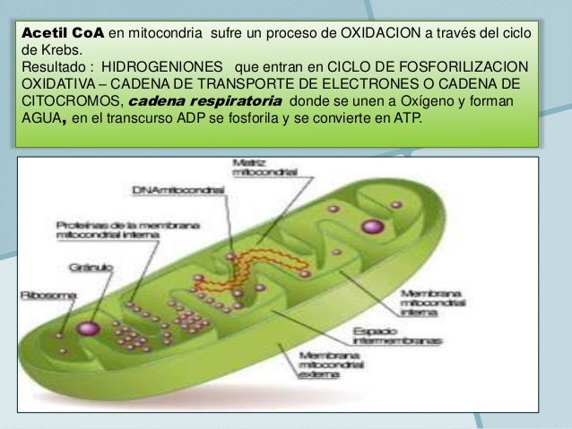 Gel para el como acelerar el metabolismo para adelgazar