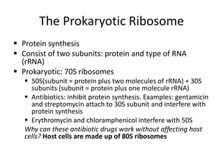 1 - Microbial World and Prokaryotic Cell Anatomy | PPTX