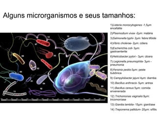 Alguns microrganismos e seus tamanhos:
1)Listeria monocytogenes -1,5µm
encefalite
2)Plasmodium vivax -2µm: malária
3)Salmonella typhi- 2µm: febre tifóide
4)Vibrio cholerae- 2µm: cólera
5)Escherichia coli- 3µm:
gastroenterite
6)Helicobacter pylori - 3µm: úlcera
7) Legionella pneumophila- 3µm -
pneumonia
8)Yersinia pestis-3µm: peste
bubônica
9) Campylobacter jejuni 4µm: diarréia
10) Bacillus anthracis- 5µm: antrax
11) Bacillus cereus 5µm: comida
envenenada
12) Trichomonas vaginalis 9µm:
tricomoníase
13) Giardia lamblia- 15µm: giardíase
14) Treponema pallidum- 20µm: sífilis
 