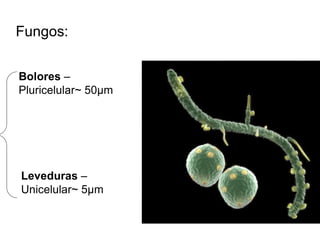 Bolores –
Pluricelular~ 50µm
Fungos:
Leveduras –
Unicelular~ 5µm
 