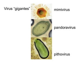 mimivirus
pandoravirus
pithovirus
Virus “gigantes”
 