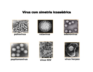 Vírus com simetria icosaédrica
Vírus com simetria icosaédrica
poliovírus rotavírus adenovírus
papilomavírus vírus herpes
vírus HIV
 