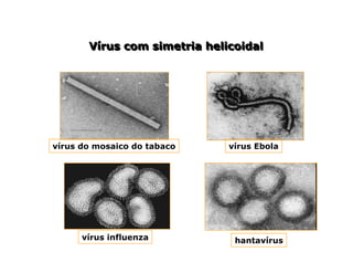 Vírus com simetria helicoidal
Vírus com simetria helicoidal
vírus do mosaico do tabaco vírus Ebola
vírus influenza hantavírus
 