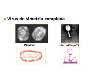 
 V
Ví
írus de simetria complexa
rus de simetria complexa
Poxvirus Bacteriófago T4
 