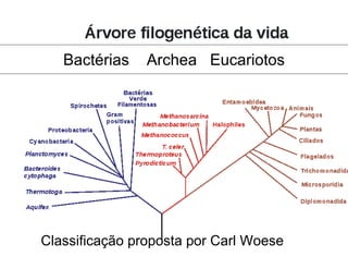 Classificação proposta por Carl Woese
Bactérias Archea Eucariotos
 