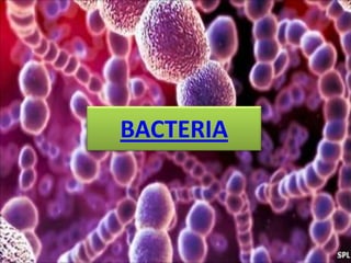 SIMPLE STRUCTURE OF BACTERIA

DRAW AND LABLE
IT NOW!!!!!

 