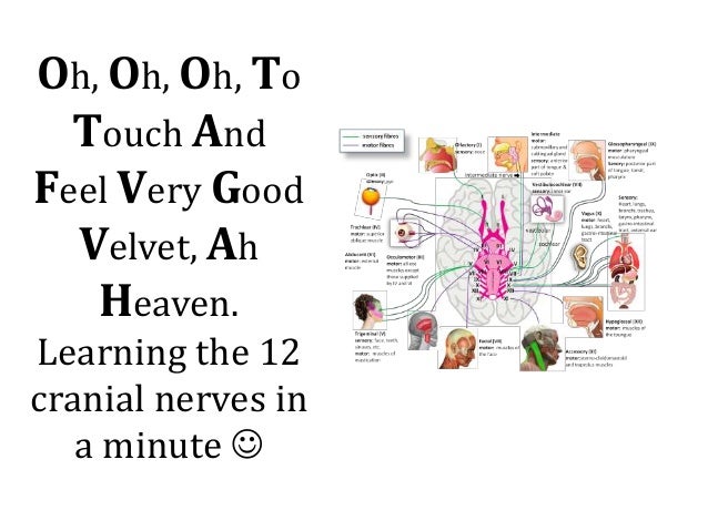 The 12 Cranial nerves- 1 Min PPT