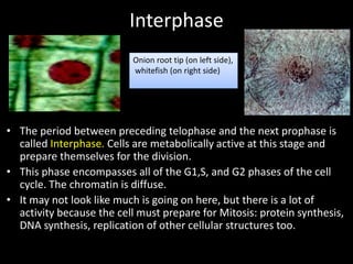 1-mitosis-genetics-cytogenetics-cell.pptx