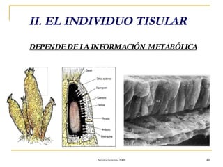 II. EL INDIVIDUO TISULAR DEPENDE DE LA INFORMACIÓN METABÓLICA 
