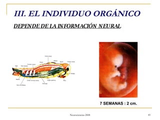 III. EL INDIVIDUO ORGÁNICO DEPENDE DE LA INFORMACIÓN NEURAL 7 SEMANAS : 2 cm. 