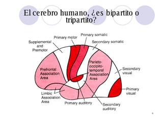El cerebro humano, ¿es bipartito o tripartito? 
