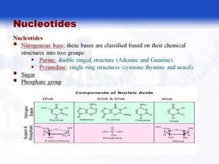  BASIC MOLECULAR BIOLOGY.pptx