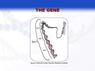  BASIC MOLECULAR BIOLOGY.pptx