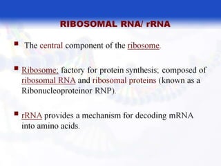  BASIC MOLECULAR BIOLOGY.pptx