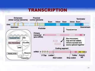  BASIC MOLECULAR BIOLOGY.pptx
