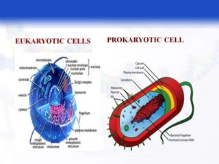  BASIC MOLECULAR BIOLOGY.pptx