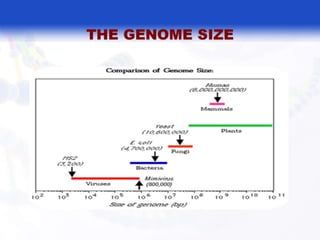  BASIC MOLECULAR BIOLOGY.pptx