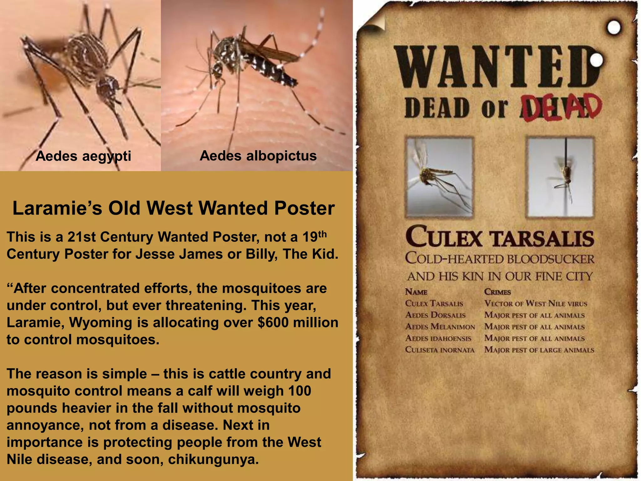 Laramie’s Old West Wanted Poster
This is a 21st Century Wanted Poster, not a 19th
Century Poster for Jesse James or Billy, The Kid.
“After concentrated efforts, the mosquitoes are
under control, but ever threatening. This year,
Laramie, Wyoming is allocating over $600 million
to control mosquitoes.
The reason is simple – this is cattle country and
mosquito control means a calf will weigh 100
pounds heavier in the fall without mosquito
annoyance, not from a disease. Next in
importance is protecting people from the West
Nile disease, and soon, chikungunya.
Aedes albopictus
Aedes aegypti
 