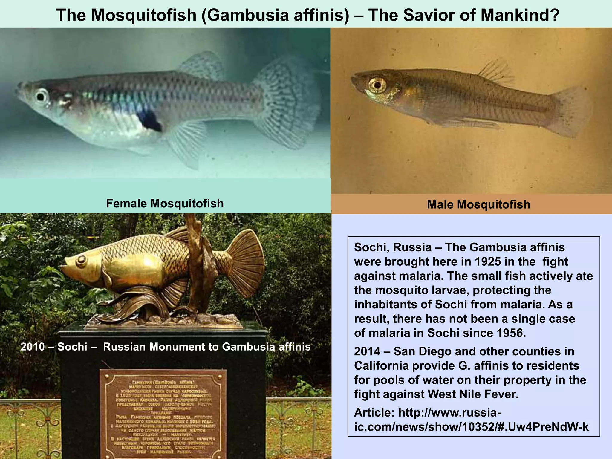 Male Mosquitofish
Sochi, Russia – The Gambusia affinis
were brought here in 1925 in the fight
against malaria. The small fish actively ate
the mosquito larvae, protecting the
inhabitants of Sochi from malaria. As a
result, there has not been a single case
of malaria in Sochi since 1956.
2014 – San Diego and other counties in
California provide G. affinis to residents
for pools of water on their property in the
fight against West Nile Fever.
Article: http://www.russia-
ic.com/news/show/10352/#.Uw4PreNdW-k
The Mosquitofish (Gambusia affinis) – The Savior of Mankind?
Female Mosquitofish
2010 – Sochi – Russian Monument to Gambusia affinis
 
