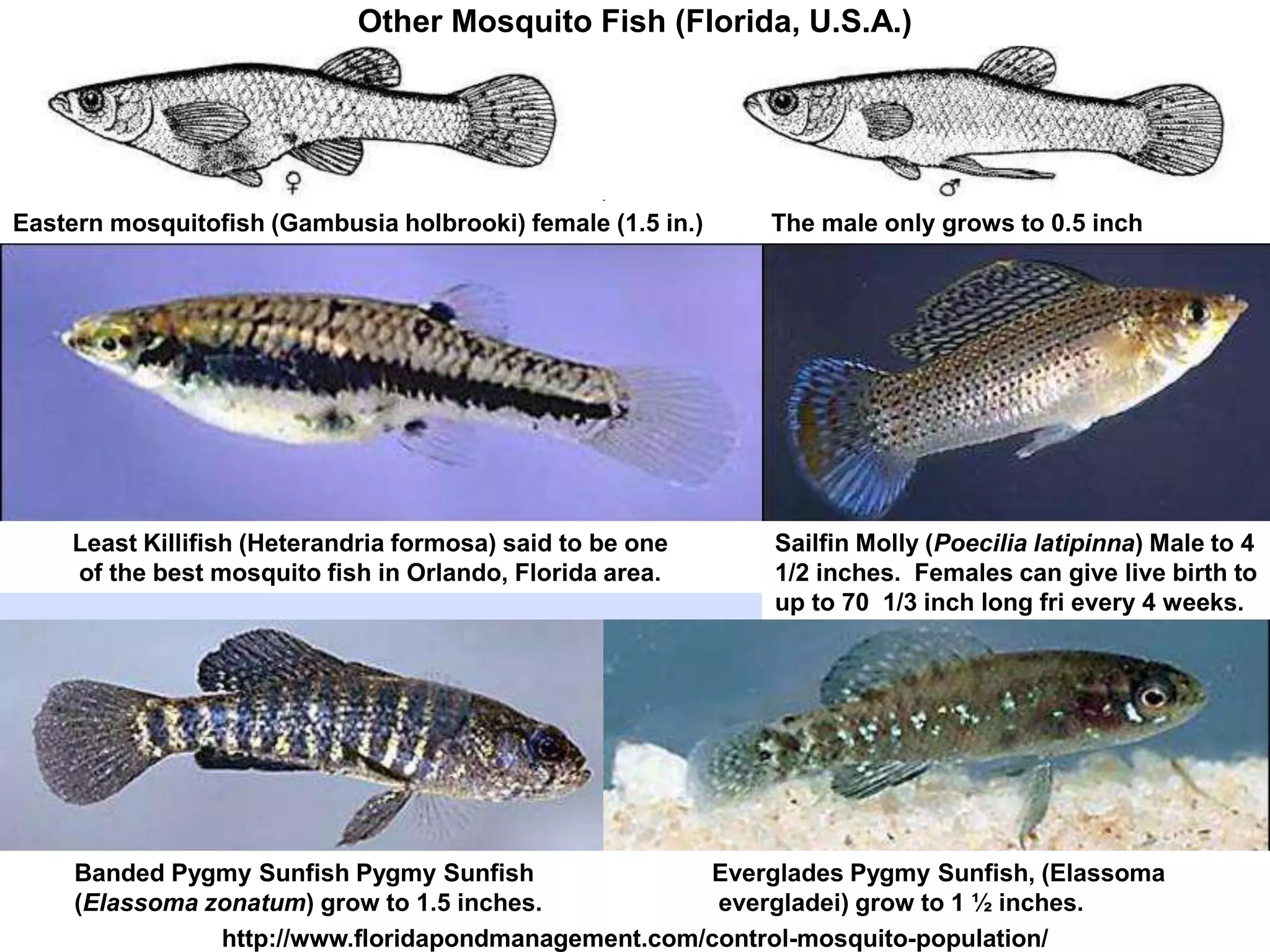 http://www.floridapondmanagement.com/control-mosquito-population/
Least Killifish (Heterandria formosa) said to be one
of the best mosquito fish in Orlando, Florida area.
Sailfin Molly (Poecilia latipinna) Male to 4
1/2 inches. Females can give live birth to
up to 70 1/3 inch long fri every 4 weeks.
Other Mosquito Fish (Florida, U.S.A.)
Eastern mosquitofish (Gambusia holbrooki) female (1.5 in.) The male only grows to 0.5 inch
Banded Pygmy Sunfish Pygmy Sunfish
(Elassoma zonatum) grow to 1.5 inches.
Everglades Pygmy Sunfish, (Elassoma
evergladei) grow to 1 ½ inches.
 