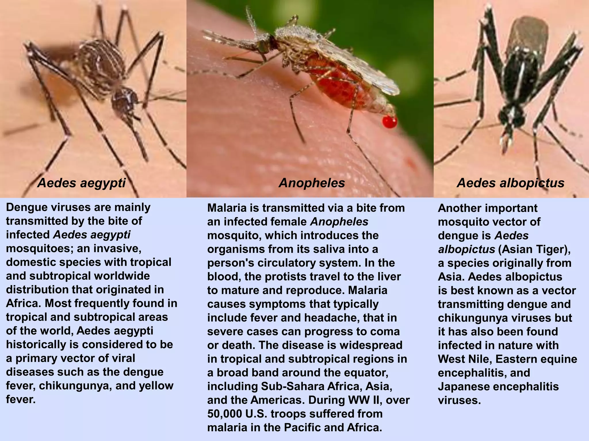 Dengue viruses are mainly
transmitted by the bite of
infected Aedes aegypti
mosquitoes; an invasive,
domestic species with tropical
and subtropical worldwide
distribution that originated in
Africa. Most frequently found in
tropical and subtropical areas
of the world, Aedes aegypti
historically is considered to be
a primary vector of viral
diseases such as the dengue
fever, chikungunya, and yellow
fever.
Another important
mosquito vector of
dengue is Aedes
albopictus (Asian Tiger),
a species originally from
Asia. Aedes albopictus
is best known as a vector
transmitting dengue and
chikungunya viruses but
it has also been found
infected in nature with
West Nile, Eastern equine
encephalitis, and
Japanese encephalitis
viruses.
Malaria is transmitted via a bite from
an infected female Anopheles
mosquito, which introduces the
organisms from its saliva into a
person's circulatory system. In the
blood, the protists travel to the liver
to mature and reproduce. Malaria
causes symptoms that typically
include fever and headache, that in
severe cases can progress to coma
or death. The disease is widespread
in tropical and subtropical regions in
a broad band around the equator,
including Sub-Sahara Africa, Asia,
and the Americas. During WW II, over
50,000 U.S. troops suffered from
malaria in the Pacific and Africa.
Aedes aegypti Anopheles Aedes albopictus
 