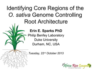 Identifying Core Regions of the
O. sativa Genome Controlling
Root Architecture
Erin E. Sparks PhD
Philip Benfey Laboratory
Duke University
Durham, NC, USA
Tuesday, 22nd October 2013

 