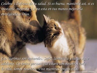 Gianell’s Creations Celebra y disfruta de tu salud. Si es buena, manténla así, si es inestable, mejórala y si no esta en tus manos mejorarla entrégasela a Dios. Las lágrimas son naturales. Sufre, laméntate y luego sigue adelante. La única persona que estará con nosotros toda la vida, somos nosotros. Vive mientras tengas vida. 