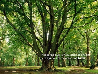 Necesitas que la naturaleza te enseñe  y te ayude a reconectar con tu Ser.   