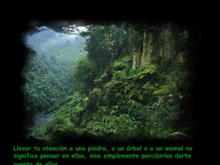 Llevar tu atención a una piedra, a un árbol o a un animal no significa pensar en ellos, sino simplemente percibirlos darte cuenta de ellos.   